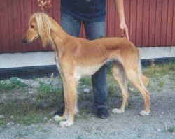Profile picture of the animal
