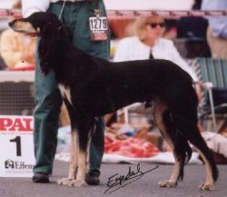 Profile picture of the animal
