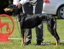 Profile picture of the animal