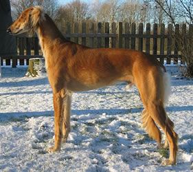 Profile picture of the animal