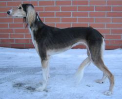 Profile picture of the animal