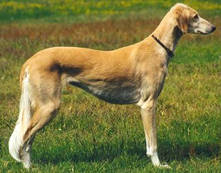 Profile picture of the animal