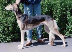 Profile picture of the animal