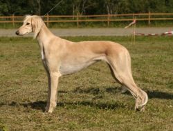 Profile picture of the animal