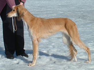 Profile picture of the animal