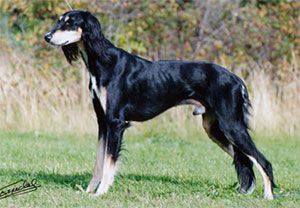 Profile picture of the animal