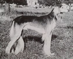 Profile picture of the animal