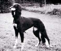 Profile picture of the animal