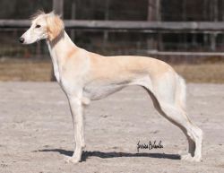 Profile picture of the animal