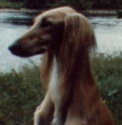 Profile picture of the animal