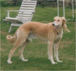 Profile picture of the animal