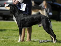 Profile picture of the animal