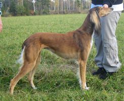 Profile picture of the animal