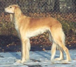 Profile picture of the animal