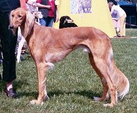 Profile picture of the animal