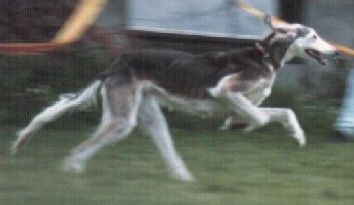 Profile picture of the animal
