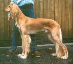 Profile picture of the animal