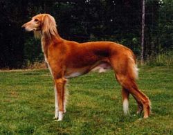Profile picture of the animal
