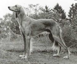 Profile picture of the animal