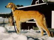 Profile picture of the animal