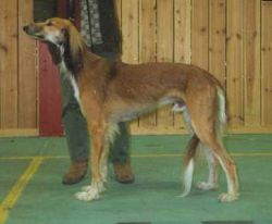 Profile picture of the animal
