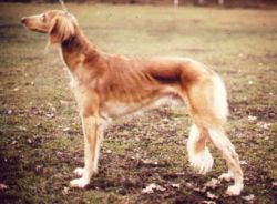 Profile picture of the animal