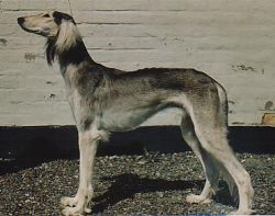 Profile picture of the animal