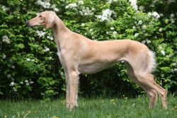 Profile picture of the animal