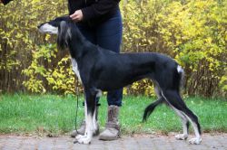 Profile picture of the animal