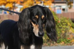 Profile picture of the animal