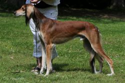 Profile picture of the animal