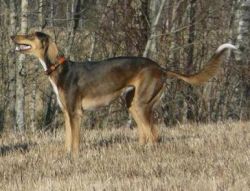 Profile picture of the animal