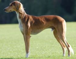 Profile picture of the animal