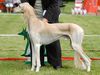 Profile picture of the animal