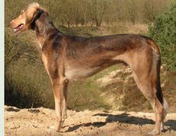 Profile picture of the animal