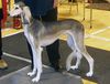 Profile picture of the animal