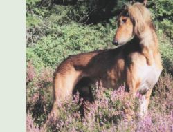 Profile picture of the animal