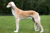 Profile picture of the animal
