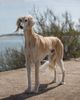 Profile picture of the animal