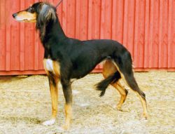 Profile picture of the animal