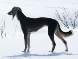 Profile picture of the animal