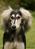 Profile picture of the animal