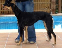 Profile picture of the animal