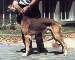 Profile picture of the animal