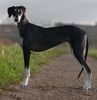 Profile picture of the animal