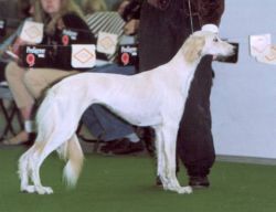 Profile picture of the animal