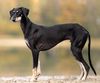 Profile picture of the animal