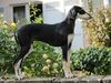 Profile picture of the animal