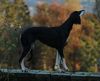 Profile picture of the animal