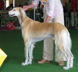 Profile picture of the animal